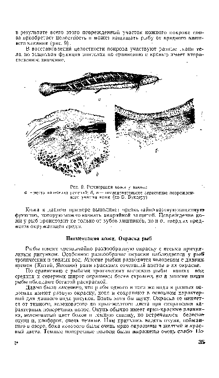 Регенерация кожи у вьюна