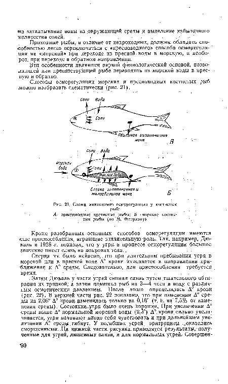 Схема механизмов осморегуляции у костистых рыб