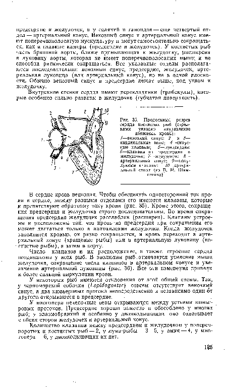 Число клапанов и их расположение, а также строение сердца неодинаковы у всех рыб. В эволюции рыб отмечается усиление мышц желудочка, сокращение числа клапанов в артериальном конусе и увеличение артериальной луковицы (рис. 36). Все эти изменения привели к более сильной циркуляции крови.