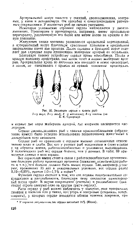 Некоторое усложнение строения сердца наблюдается у двоякодышащих. Предсердие у протоптеруса, например, имеет продольную перегородку, разделяющую его более или менее полно на правую и левую половины.