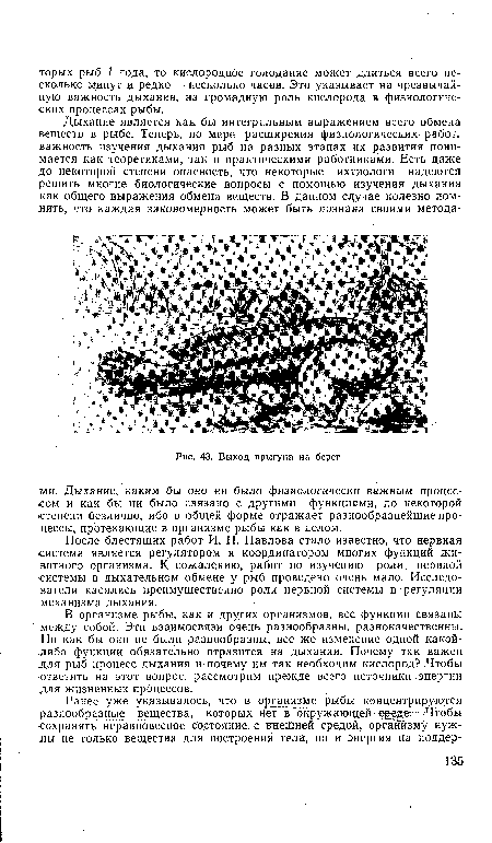 В организме рыбы, как и других организмов, все функции связаны между собой. Эти взаимосвязи очень разнообразны, разнокачественны. Но как бы они не были разнообразны, все же изменение одной какой-либо функции обязательно отразится на дыхании. Почему так важен для рыб процесс дыхания и почему им так необходим кислород? Чтобы ответить на этот вопрос, рассмотрим прежде всего источники энергии для жизненных процессов.