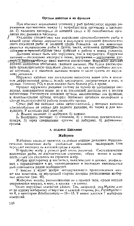 Жаберные мешки, расположенные по сторонам тела, одним концом открываются наружу, в воду, а другим — в глотку.