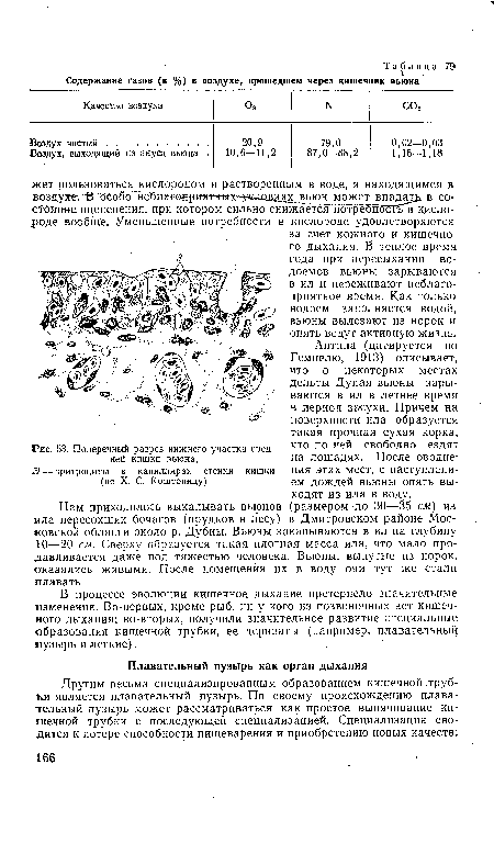 Поперечный разрез нижнего участка средней кишки вьюна;