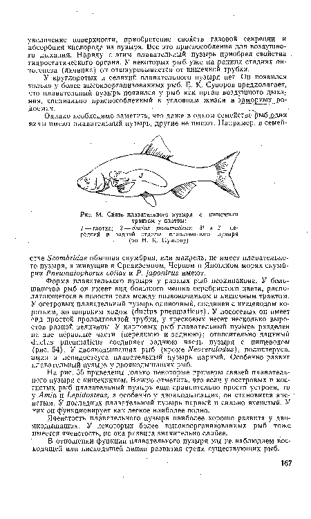 Ячеистость плавательного пузыря наиболее хорошо развита у двоякодышащих. У некоторых более высокоорганизованных рыб тоже имеется ячеистость, но она развита значительно слабее.