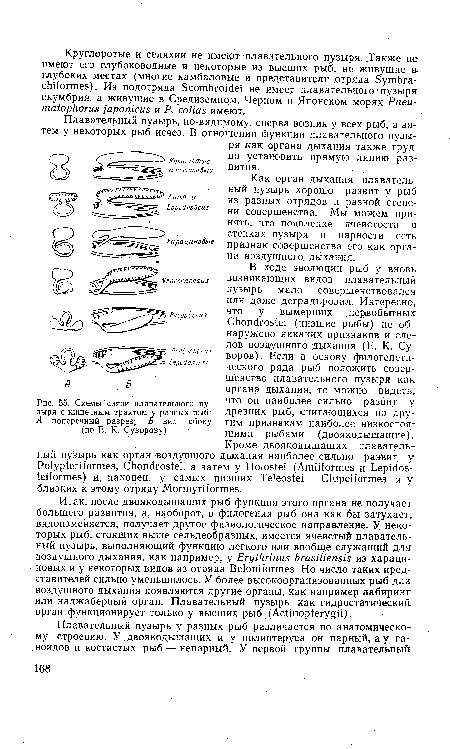 Плавательный пузырь, по-видимому, сперва возник у всех рыб, а затем у некоторых рыб исчез. В отношении функции плавательного пузыря как органа дыхания также трудно установить прямую линию развития.