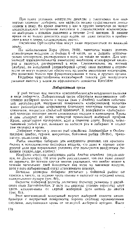 Подобное приспособление наджаберной полости для воздушного дыхания имеется у видов из африканского семейства Кпегис1ае.