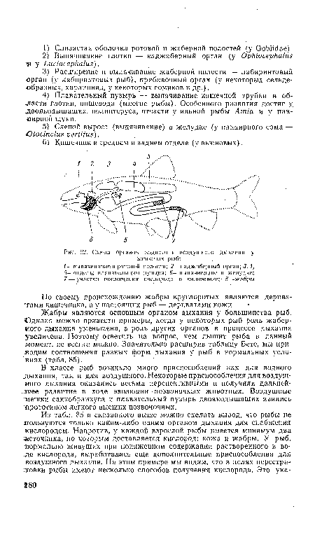Жабры являются основным органом дыхания у большинства рыб. Однако можно привести примеры, когда у некоторых рыб роль жаберного дыхания уменьшена, а роль других органов в процессе дыхания увеличена. Поэтому ответить на вопрос, чем дышит рыба в данный момент, не всегда можно. Значительно расширив таблицу Бете, мы приводим соотношения разных форм дыхания у рыб в нормальных условиях (табл. 85).