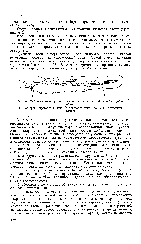 Дыхание всей поверхностью — это наиболее простой способ резорбции кислорода из окружающей среды. Такой способ дыхания наблюдается у пелагических личинок, которые развиваются в хорошо аэрированной воде (рис. 63). В водах с переменным парциальным давлением кислорода личинки имеют другие способы дыхания.