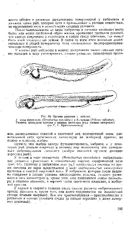 У чехони и коня пятнистого (Нет1ЬагЬиз тасйШиз) эмбриональное развитие происходит в относительно хорошо аэрированной воде (рис. 64). Поэтому у эмбрионов этих рыб дыхательная система во время выклева из икры представлена в виде слаборазвитых кювьеровых протоков и нижней хвостовой вены. У эмбрионов, которые после выклева попадают в плохие’условия кислородного режима, сильнее развивается сеть капилляров и, кроме того, еще появляются новые капилляры в спинном плавнике, в верхней части хвостового плавника, в жаберной крышке.