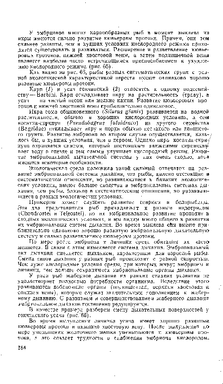 Как видно из рис. 65, рыбы разных систематических групп с разной экологической характеристикой нереста имеют одинаково хорошо развитые кювьеровы протоки.