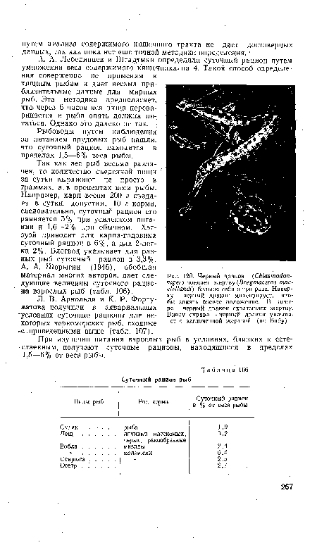 А. А. Шорыгин (1946), обобщая материал многих авторов, дает следующие величины суточного рациона взрослых рыб (табл. 106).