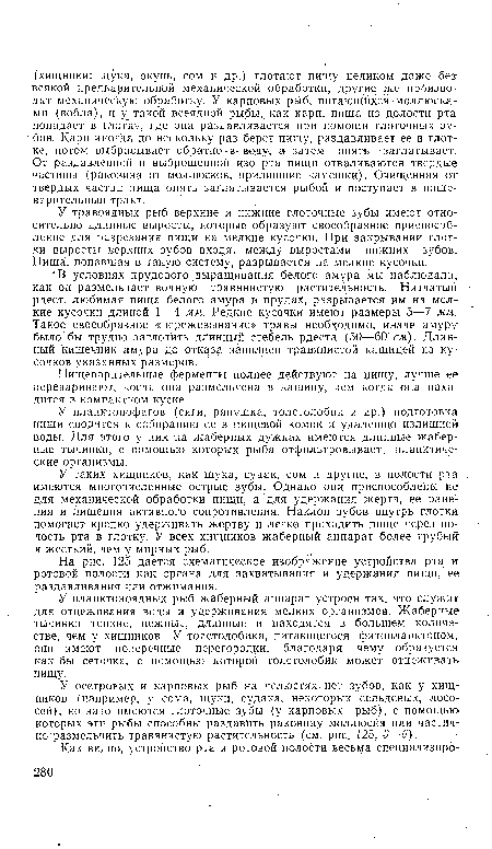 У таких хищников, как щука, судак, сом и другие, в полости рта имеются многочисленные острые зубы. Однако они приспособлены не для механической обработки пищи, а для удержания жертв, ее ранения и лишения активного сопротивления. Наклон зубов внутрь глотки, помогает крепко удерживать жертву и легко проходить пище через полость рта в глотку. У всех хищников жаберный аппарат более грубый и жесткий, чем у мирных рыб.