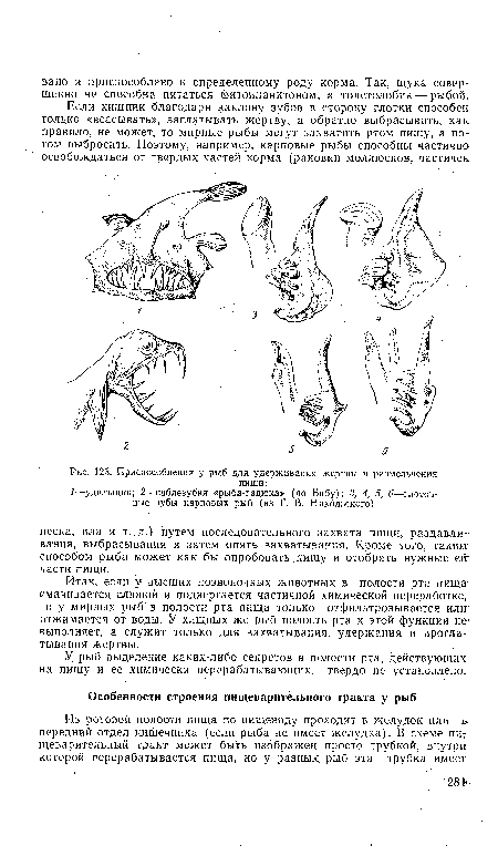 Приспособления у рыб для удерживания жертвы и размельчения