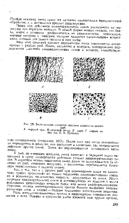 Виды складок слизистой оболочки кишечника разных