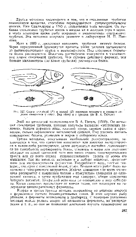 Схема частичной (А) и полной (Б) изоляции переднего и среднего отделов кишечника у ельца. Вид сбоку и с брюшка (по В. А. Пегелю)