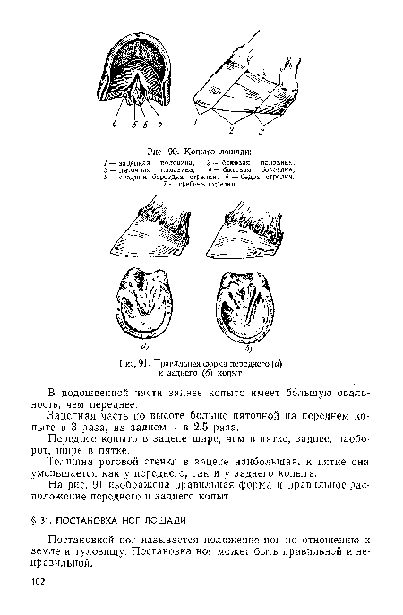 Правильная форма переднего (а) и заднего (б) копыт