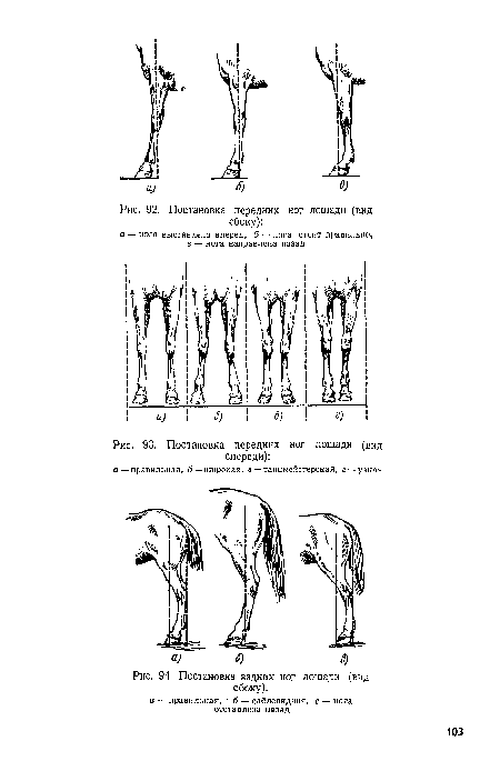 Постановка передних ног лошади (вид спереди)