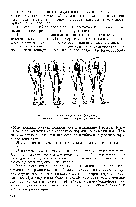 Постановка задних ног (вид сзади)