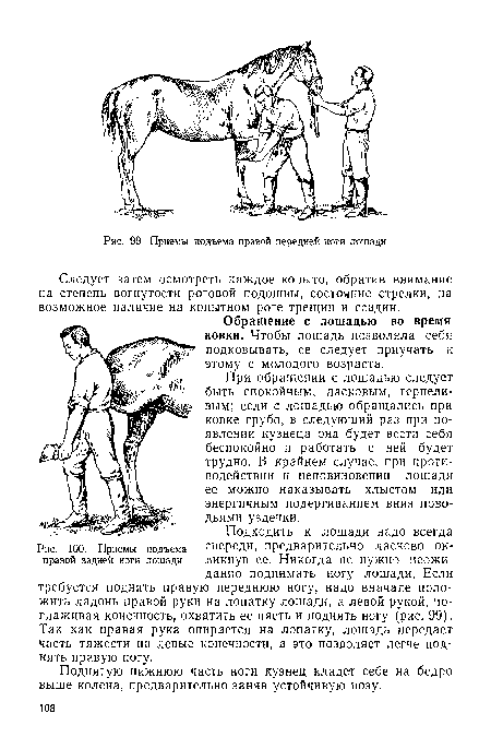 Приемы подъема правой задней ноги лошади