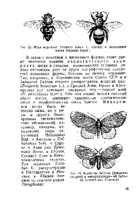 Ядовитая бабочка ОрЫа1тия (сверху) и «подражающая» ей бабочка (внизу) (по Уоллесу)