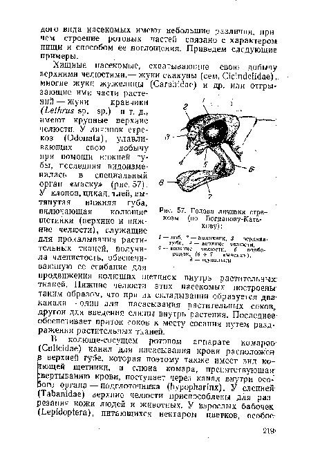 Голова личинки стрекозы (по Богданову-Кать-кову)