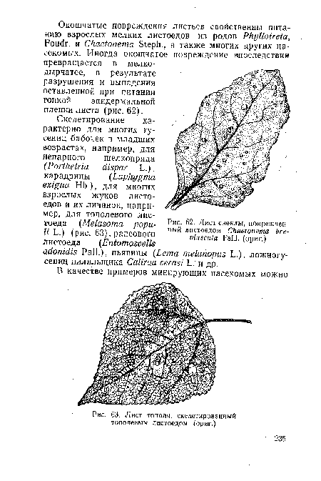 Лист тополя, скелетированный тополевым листоедом (ориг.)