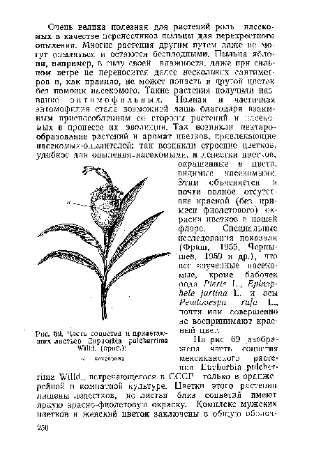 Часть соцветия и прилегающих листьев Euphorbia pulcherrima Willd. (ориг.)