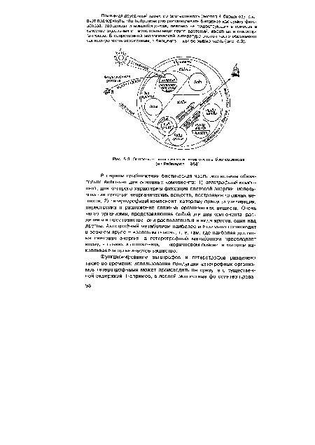 Основные экологические компоненты биогеоценоза (из Реймерса, 1988) .