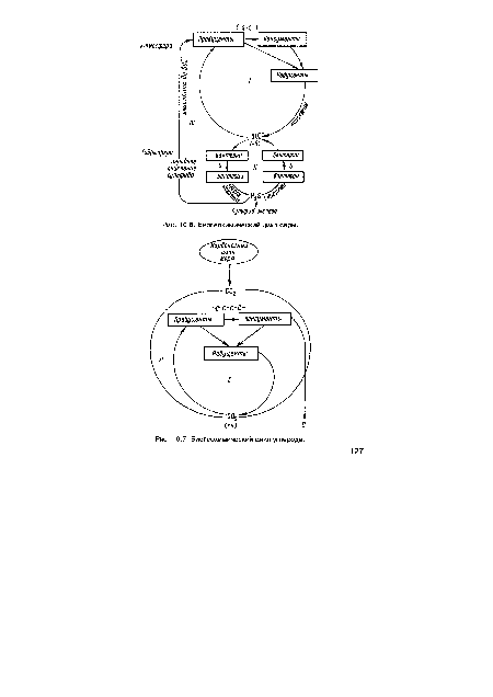 Биогеохимический цикл углерода.
